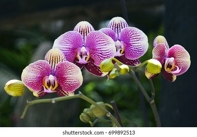 Orchid flower in tropical garden.Phalaenopsis growing on Tenerife,Canary Islands.Orchids.Floral background