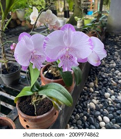 Orchid Flower With White Base Mixed With Purple Color Growing In Flower Pot