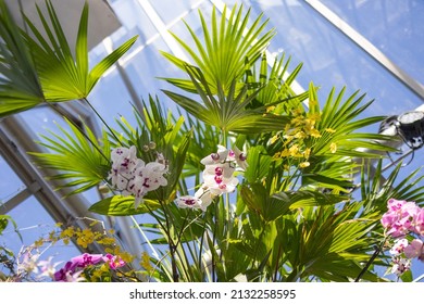 Orchid Flowers In Bright Sunny Show Room And Greenhouse