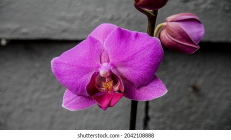 Orchid Flowers Can Be Blossom Twice A Month Or Maybe More