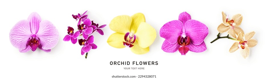 Orchid flowers creative composition and layout isolated on white background. Floral collection with pink and yellow tropical plants. Nature and holiday concept. Top view, flat lay. Design element
