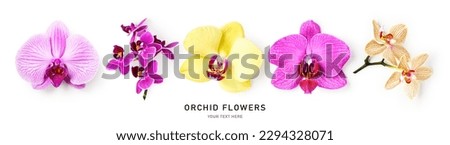 Orchid flowers creative composition and layout isolated on white background. Floral collection with pink and yellow tropical plants. Nature and holiday concept. Top view, flat lay. Design element
