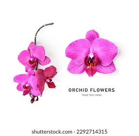 Orchid flowers creative layout isolated on white background. Pink flower composition. Holiday concept. Floral design element. Top view, flat lay
