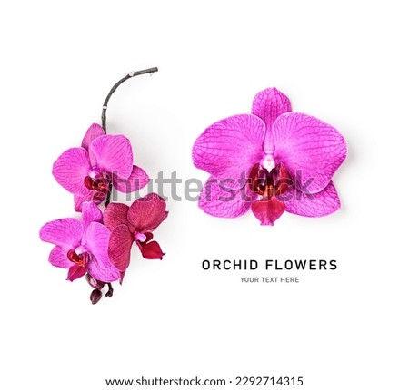 Orchid flowers creative layout isolated on white background. Pink flower composition. Holiday concept. Floral design element. Top view, flat lay