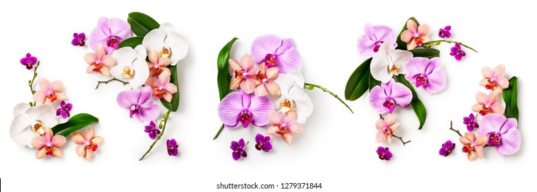 471,314 imágenes de Petalos orquidea - Imágenes, fotos y vectores de stock  | Shutterstock