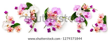 Orchid flowers and leaves collection isolated on white background. Flower arrangement. Floral design. Top view, flat lay
