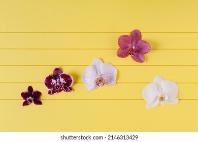 Orchid flowers as notes on musical lines. Simple composition on yellow background.