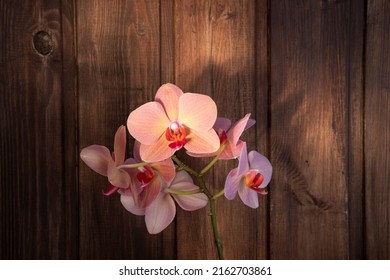 Orchid flowers on dark wooden background. Pink and red tender petals. Beautiful bloom in sunlight. Orchidaceae plant, Phalaenopsis amabilis, moon or moth orchid. Exotic indian herb. Selective focus