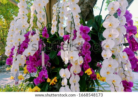 Orchid garden. Orchidaceae. orchids are available in purple, white, yellow. Beautiful flower garden. 