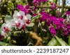 botanical garden orchids