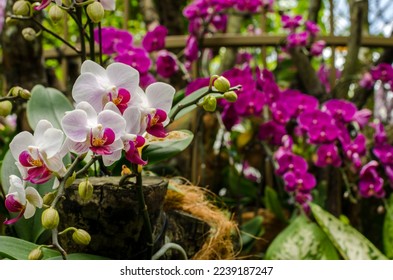 Orchid Garden in Singapore Botanical gardens. Singapore Botanical gardens is a world heritage site. - Shutterstock ID 2239187247