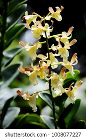 Orchid Hybrid Dendrobium Michiko