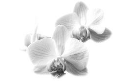 Orchid Isolate B W On The Branch Black And White Flowers