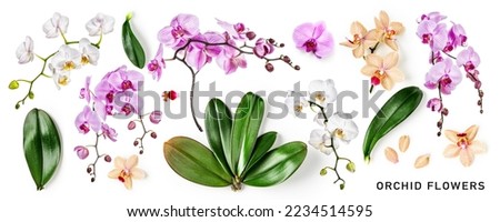 Orchid leaves and flowers creative composition and layout isolated on white background. Floral collection with tropical plants. Nature and environment concept. Top view, flat lay. Design element

