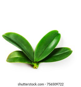 Orchid leaves on white background clipping path included. Top view, flat lay