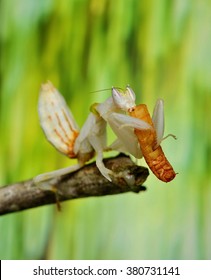 Orchid Mantis