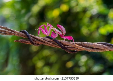 Orchid Mantis Camouflage. Pink Praying Mantis. The Praying Mantis On The Vine.