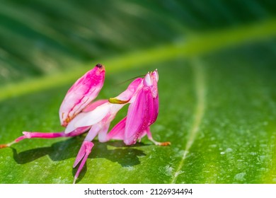 Orchid Mantis Camouflage. The Praying Mantis On Leaf.