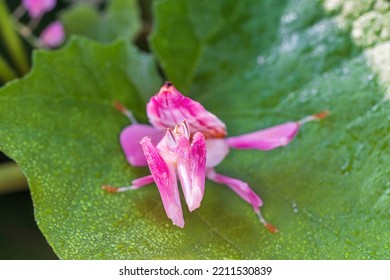 Orchid Mantis Camouflage. The Praying Mantis On Leaf.