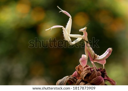 Orchid Mantis or Flower Mantis (Hymenopus coronatus) is a mantis from Southeast Asia. 