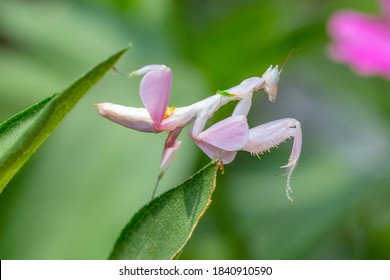 Orchid Mantis Or Hymenopus Coronatus