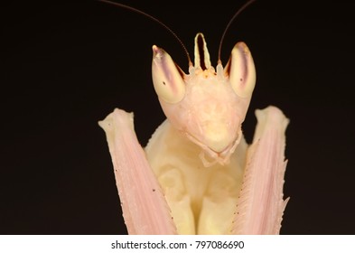 Orchid Mantis Hymenopus Coronatus