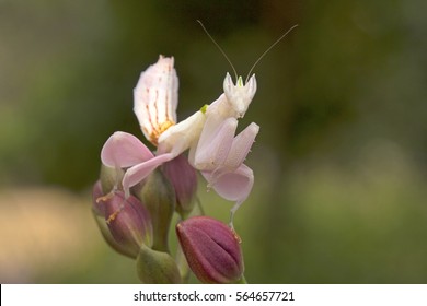 Orchid Mantis mimicking orchid flower