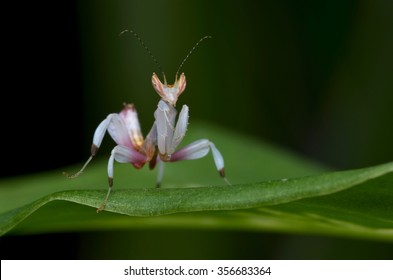 Orchid Mantis Nymph