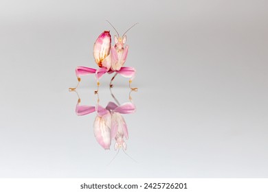 Orchid Mantis on a Pink Orchid	