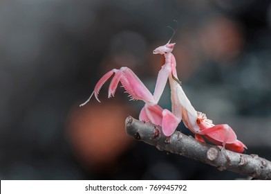 orchid mantis pink