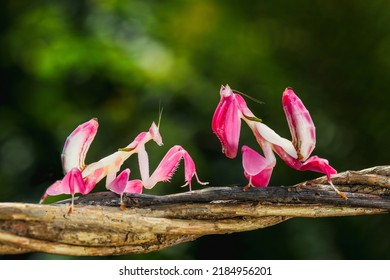 Mantis orquídea rosa, mantis orquídea rosada, Hymenopus coronatus
