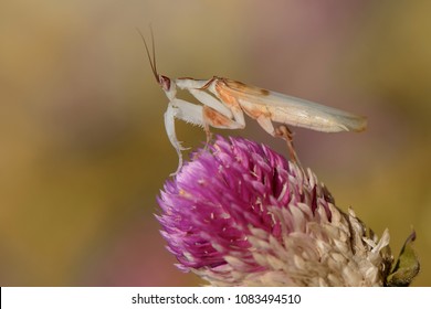 Orchid mantis with skin dry leaf