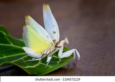 Orchid Mantiz is ready to fly with its very beautiful wings