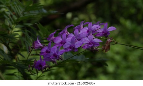 Orchid With Morning Dew Point  