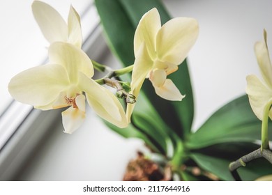 Orchid new flowerbuds growing on flowering spike, Phalaenopsis revolver blooming