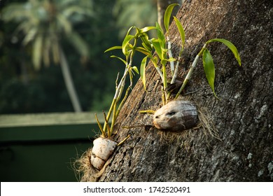 Orchid On Mango Tree In A Coconut Husk