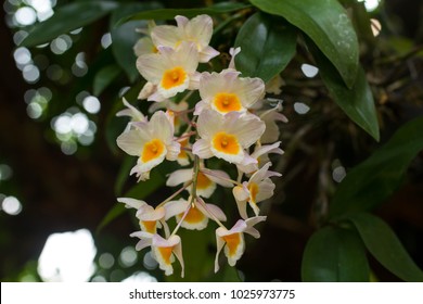orchid on the tree