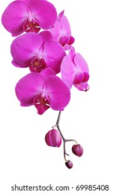 Orchid on white
