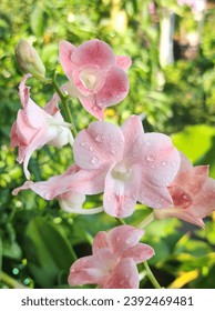 Orchid, peach colord orchids, garden ornamental plants,blooming beautifully.