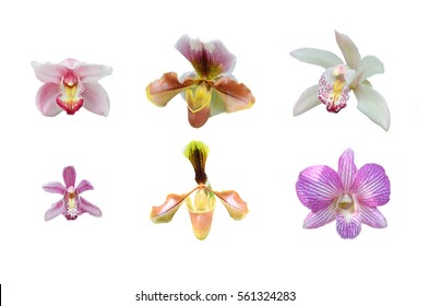 Orchid Petal Flower Isolated Pattern