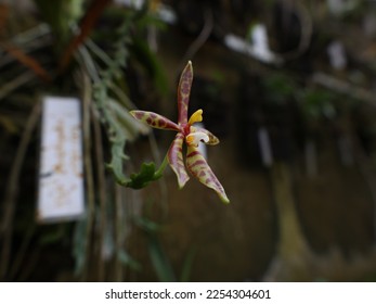 53 imágenes de Phalaenopsis cornu cervi - Imágenes, fotos y vectores de  stock | Shutterstock