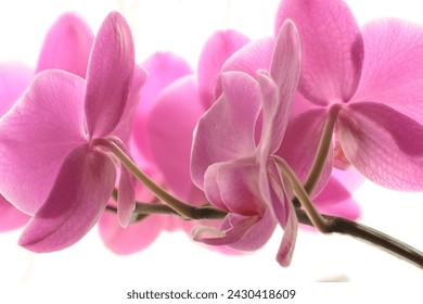 Flor Orchid Phalaenopsis en