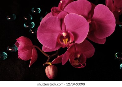 Orchid Phalaenopsis Vivaldi Magenta