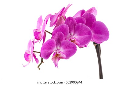 orchid pink flower isolated on white background