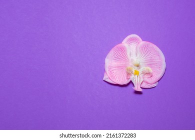 Orchid pink flowers on a purple background: a place for text, top view. The concept of maintaining the necessary humidity for keeping exotic plants at home