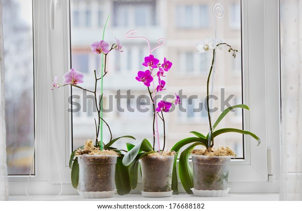 orchid plants by the\
window