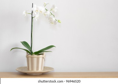 Orchid In Pot On Table Against Light Wall.