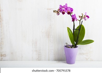 Orchid in pot on a wooden table. Beautiful indoor flowers close-up. Gift.