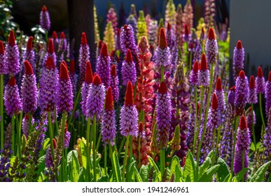 Orchid Primrose Or Primula Vialii Is Shade Perennial Blossom In Spring. 