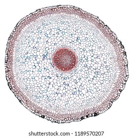 Orchid Root Cross Section Cut Under Stock Photo (Edit Now) 1189570207